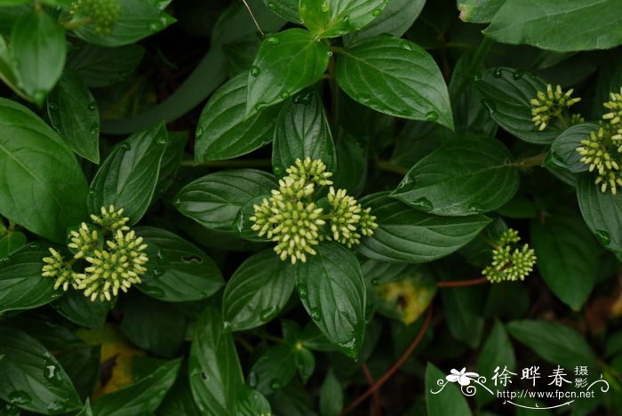 客厅适合摆放的十大植物