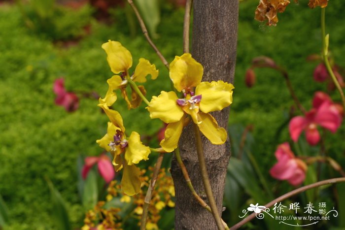 海尔芙拉