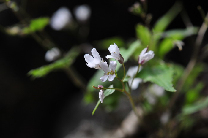 黄花梨树苗价格