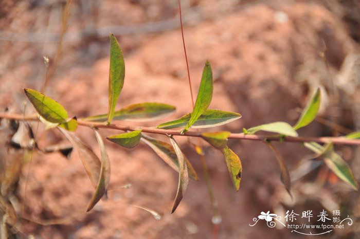 七彩竹芋的养殖方法和注意事项