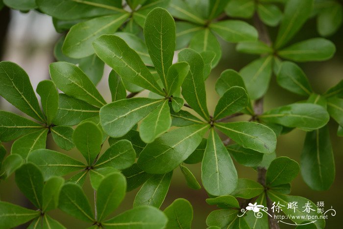 冬天开的花有哪几种花