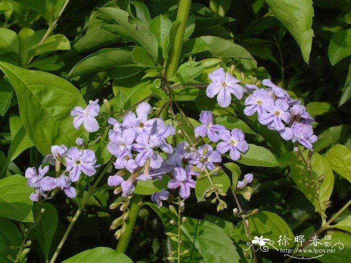 太阳花花语