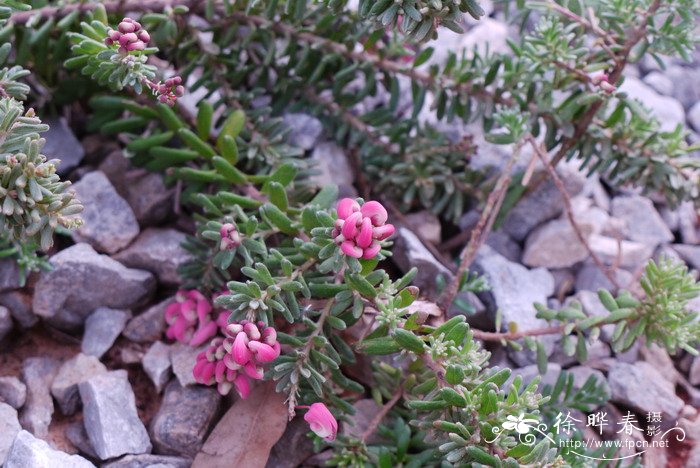 番茄种植时间和方法