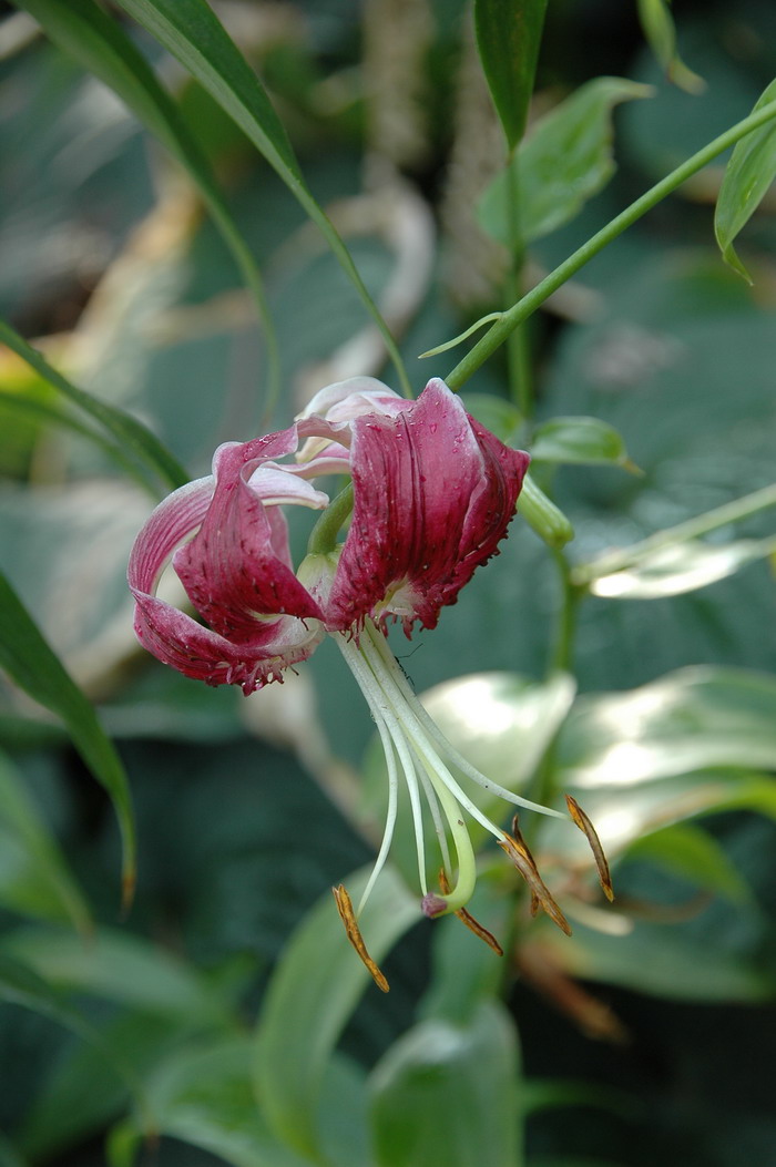 桂花开花时间