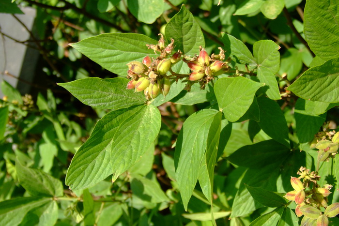 粉花绣线菊