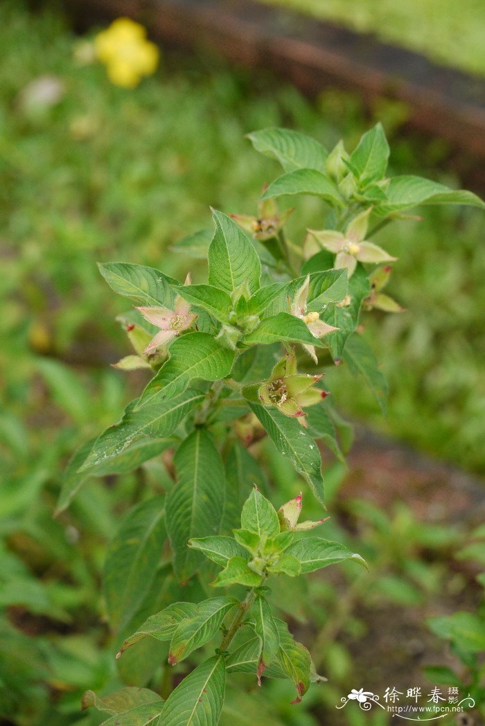 罂粟花是什么