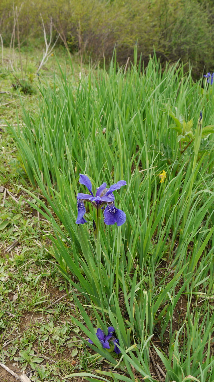 水仙花花语和象征的意义