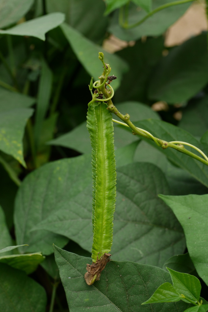 蜂糖李开花不结果