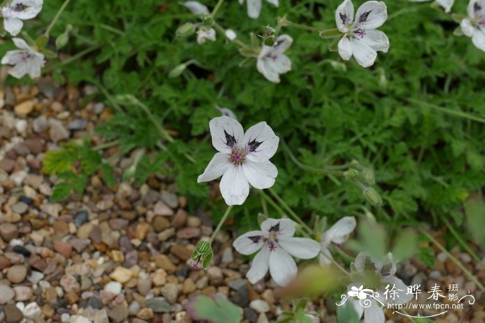 苹果苗木