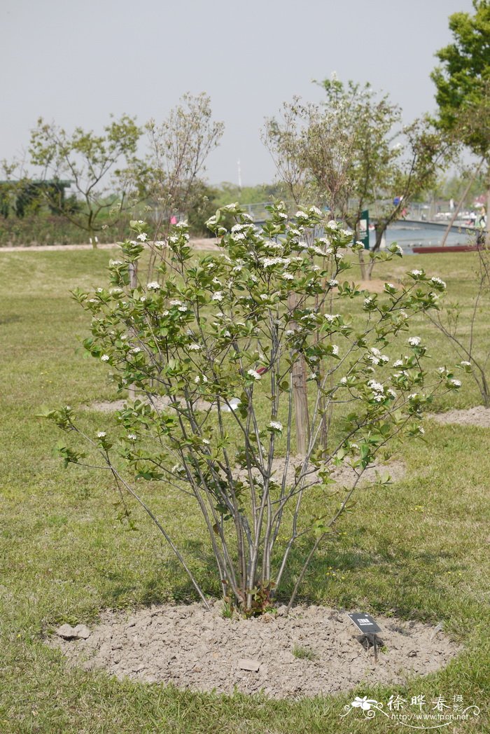 草莓从开花到成熟需要多长时间