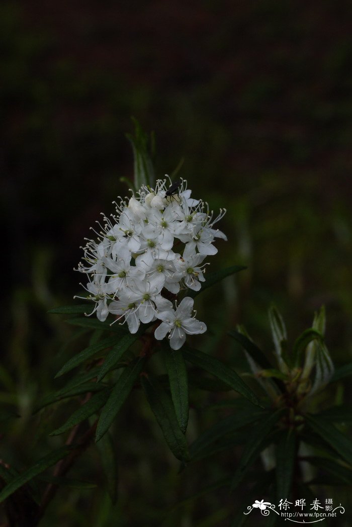 爱花