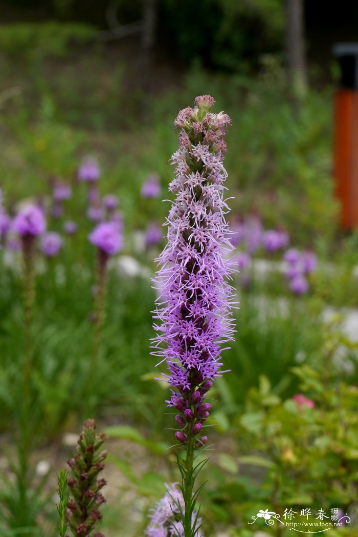 麻城杜鹃花