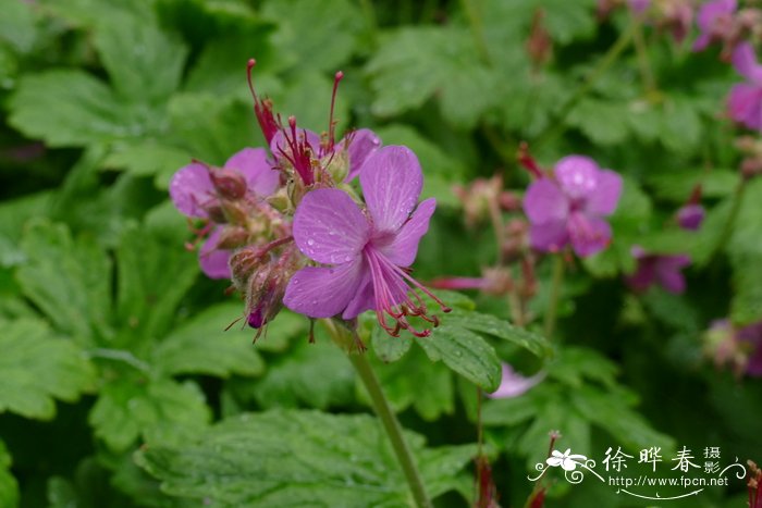 菠萝蜜树图片