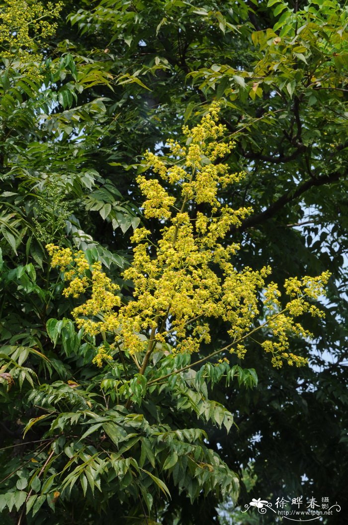 百合花怎么养