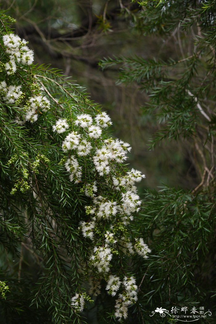 迎春花介绍