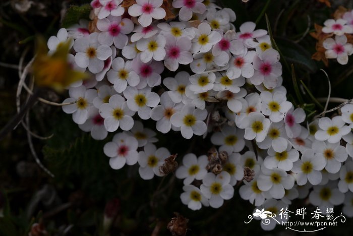 剪秋罗花图片