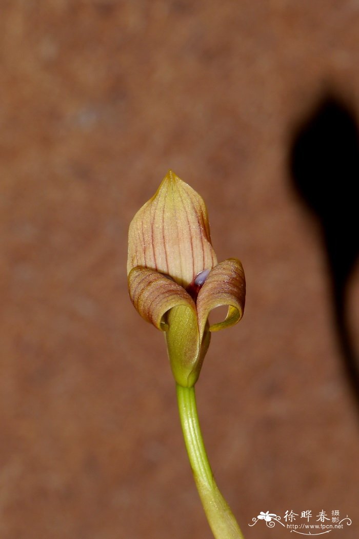 百合花怎么种植方法