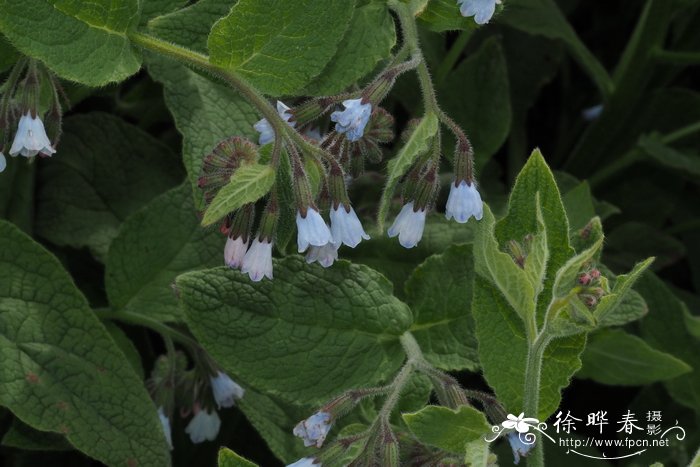 万寿菊花语