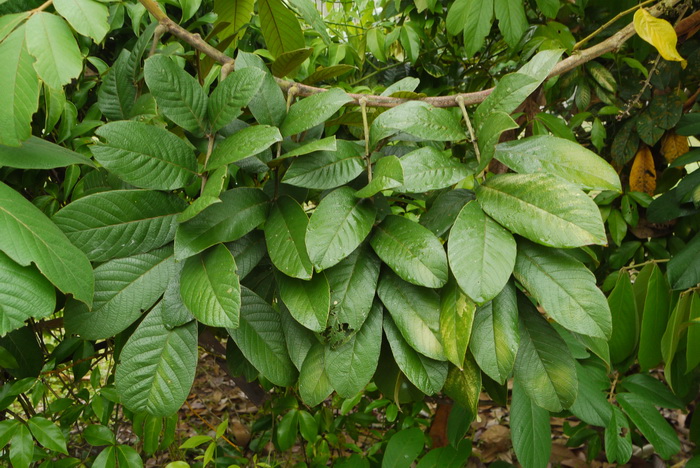 非洲茉莉图片