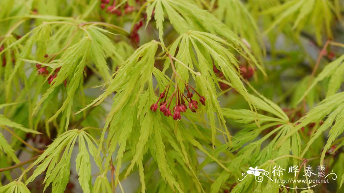 白芨图片