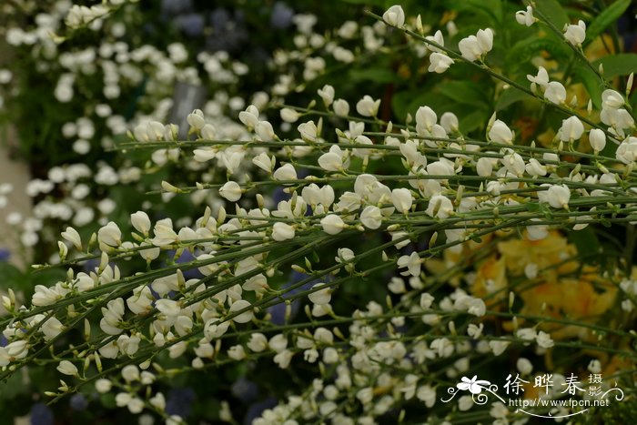 冬天开花的植物