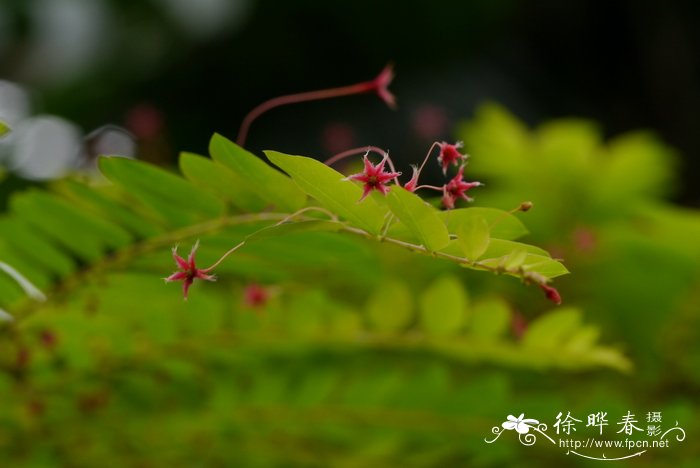 常见的50种药用花卉