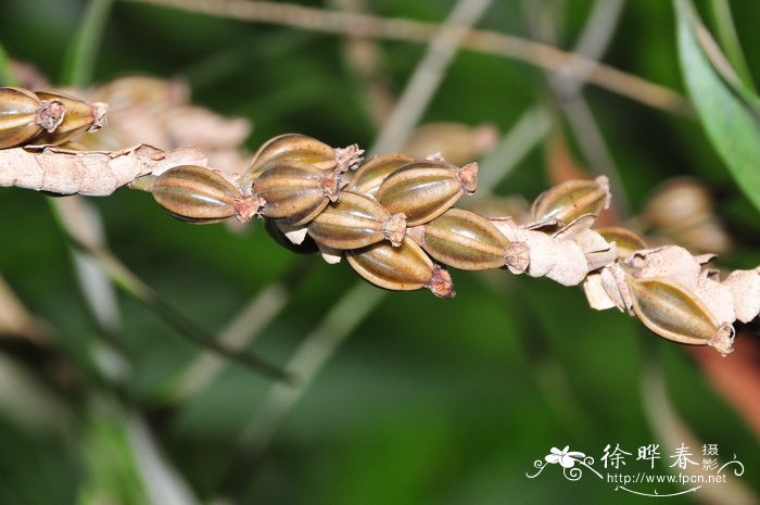 小兔子狼尾草