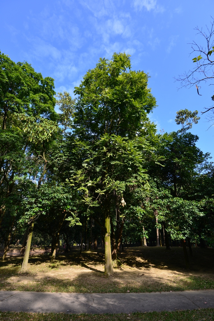 阳台盆栽蔬菜