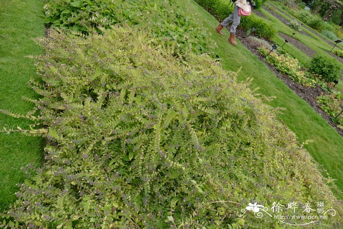 室内适合养的18种植物