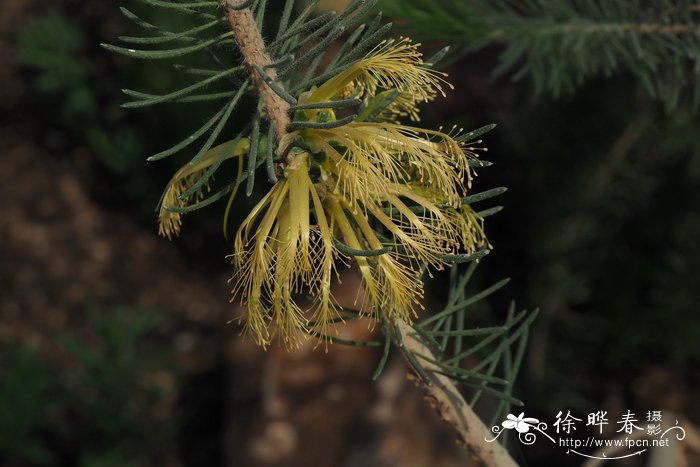 跳舞兰的花语和寓意