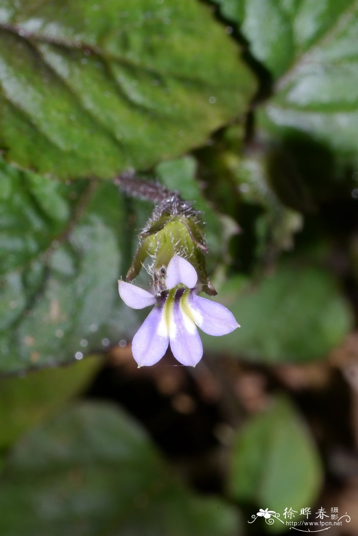 栀子花花期