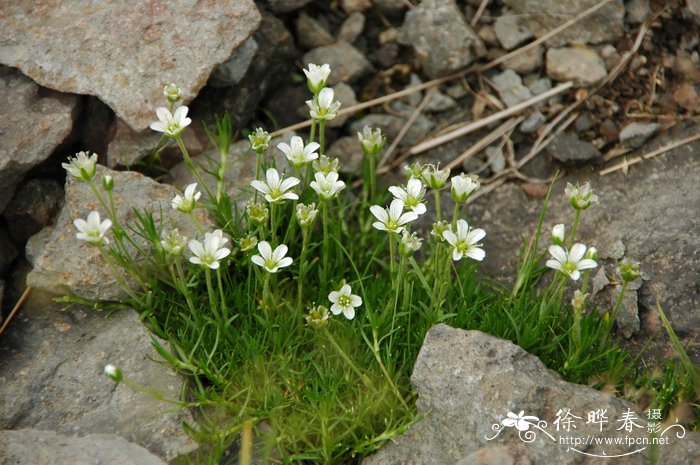 苹果拼盘图片