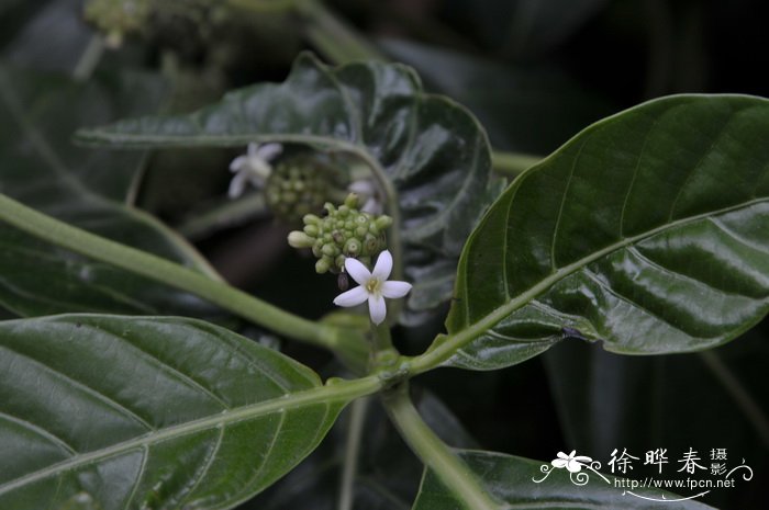 水培郁金香的种植方法和时间