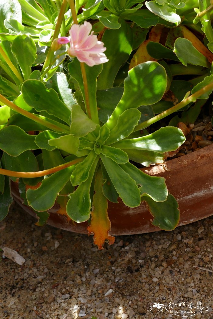 花是植物的什么器官