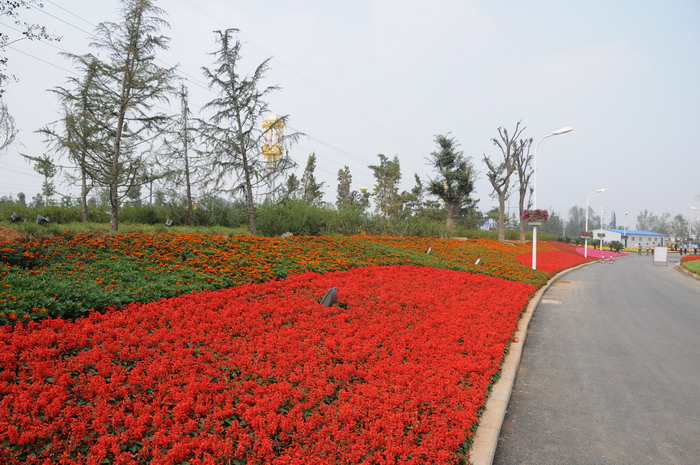 客厅养什么植物风水好