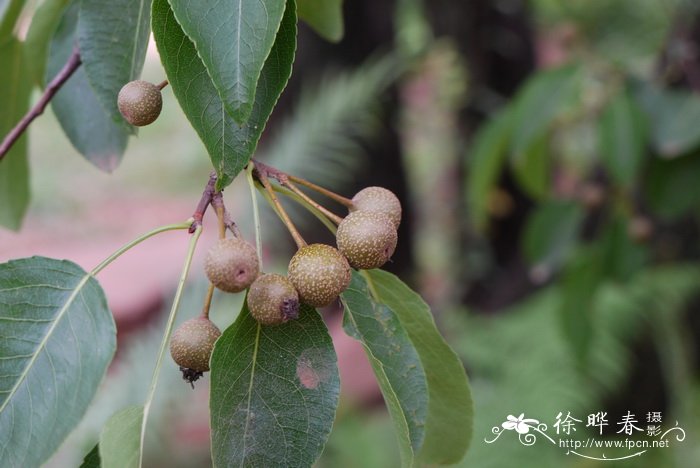 万寿菊价格