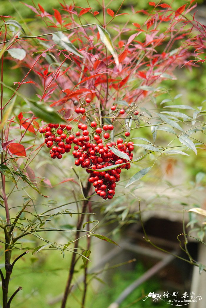 花材