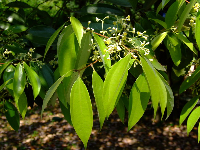 樱草花