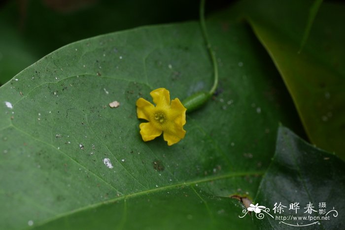 红色满天星的花语