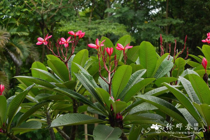 苹果苗供应