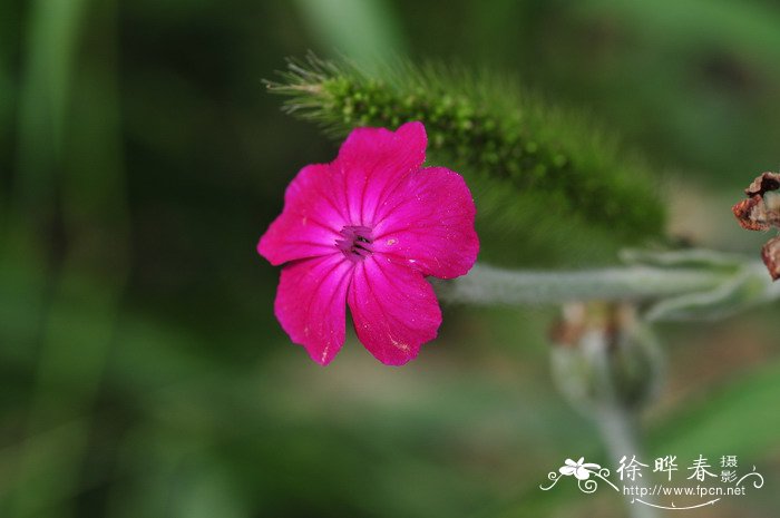 夕颜花的花语