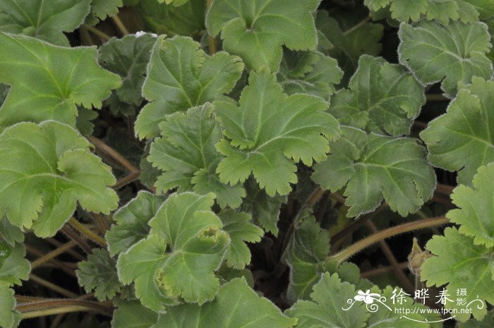 多肉植物怎么繁殖