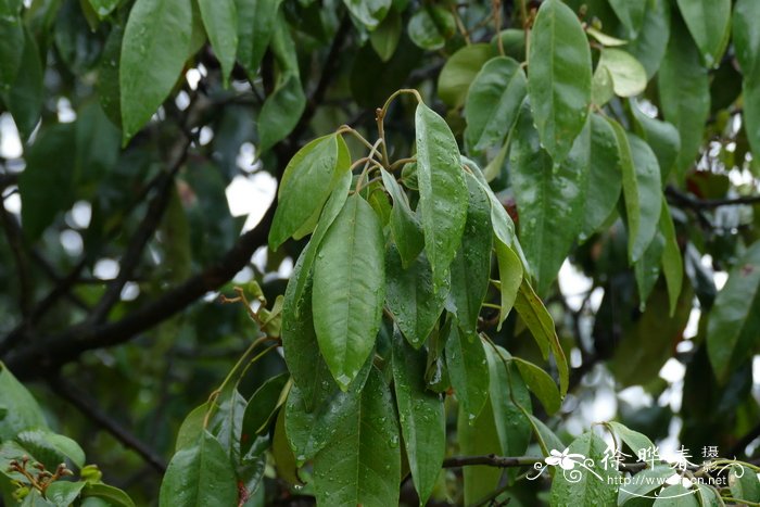 茶花的养殖方法