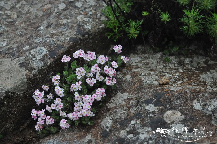 火鹤花有毒吗