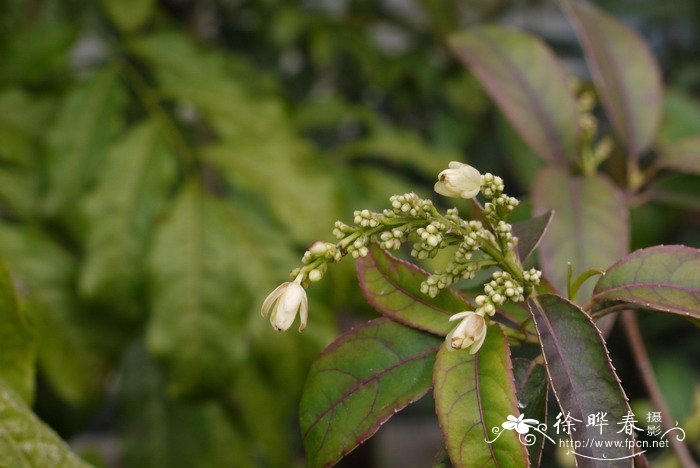 硫酸亚铁适合浇什么花