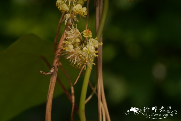 佛手瓜种植