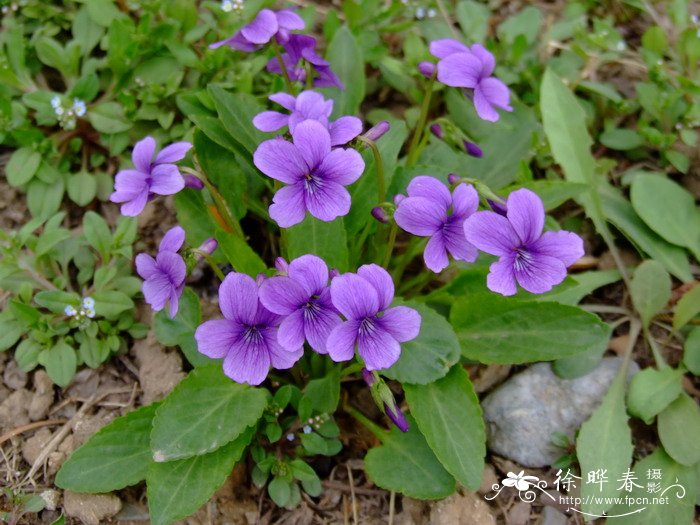 黄色的花