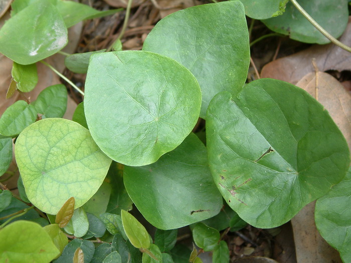 西红柿种植方法和时间