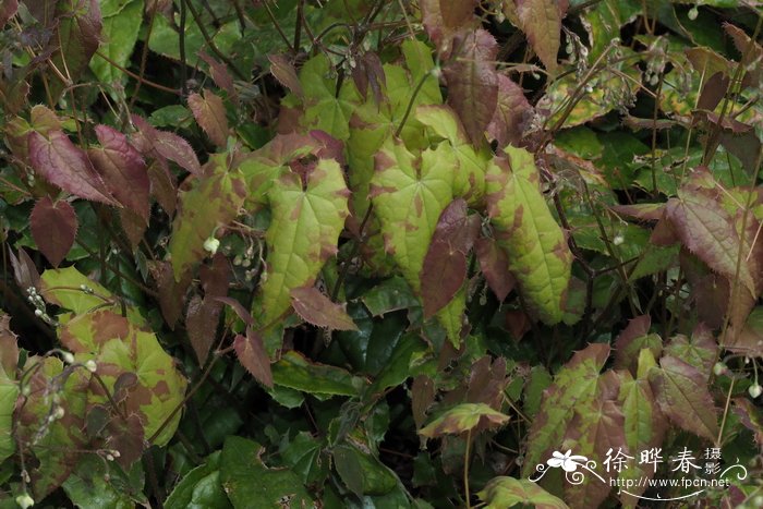 兴化油菜花