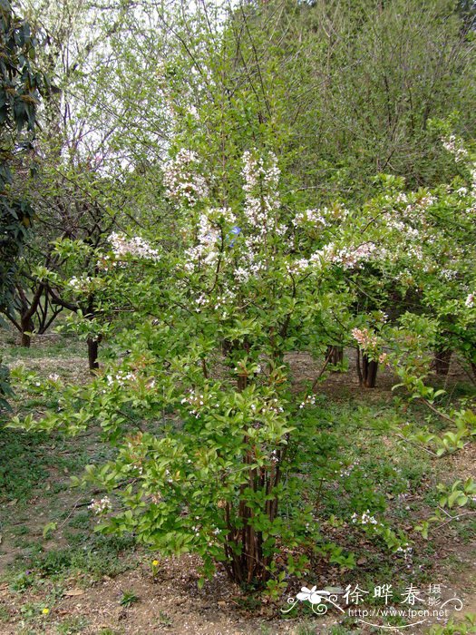 海棠花的花语是什么